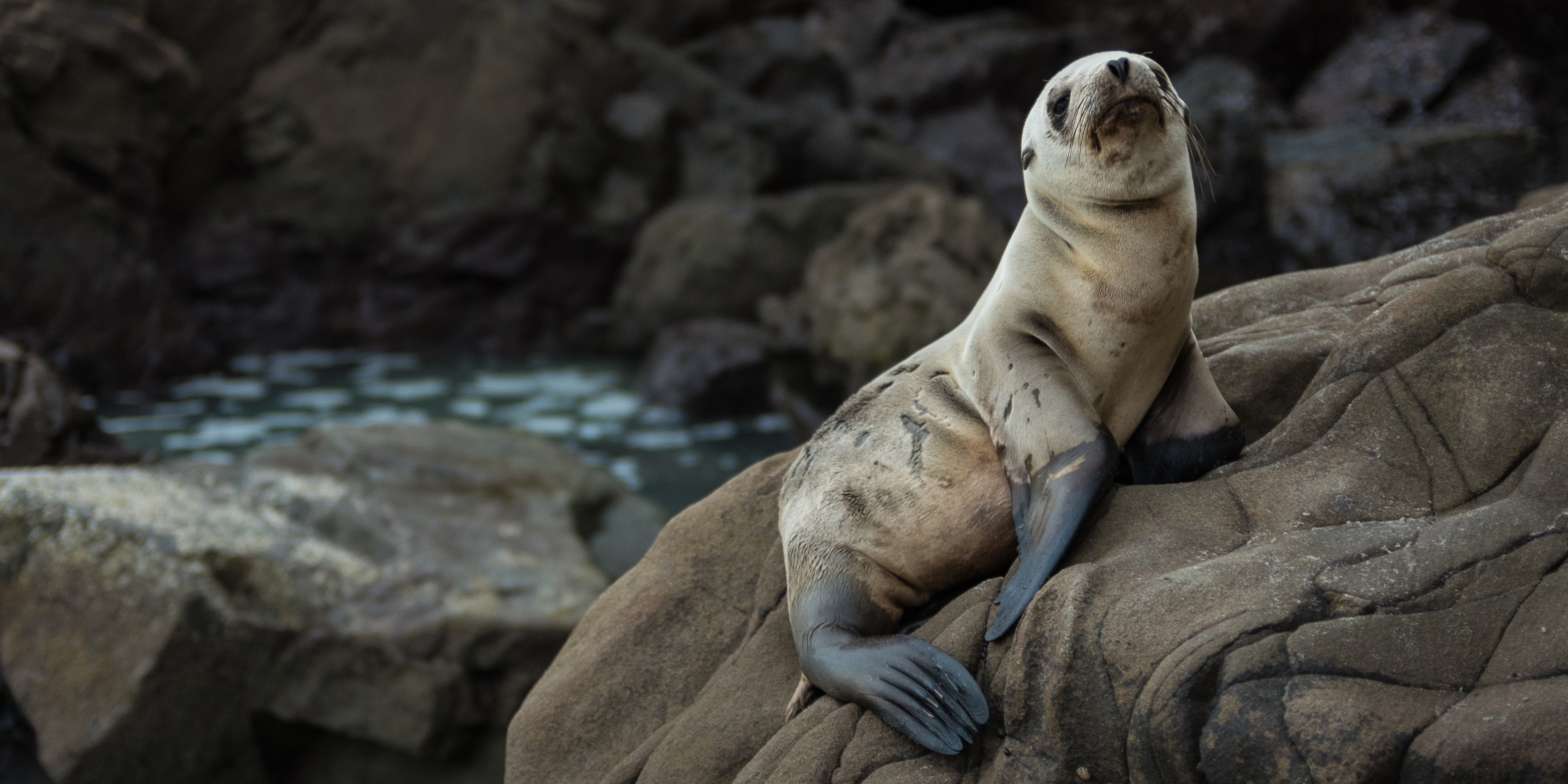 Interacting With Animals Fights Depression HealthyPlace